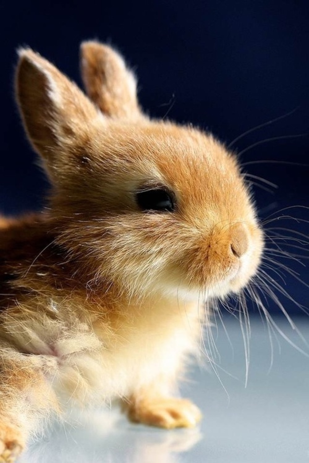 1000x1498  Зайчик - Картинка на телефон / Обои на рабочий стол №1216388