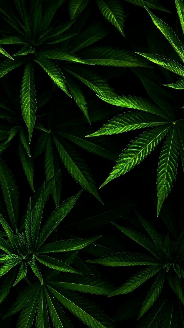 720x1280  конопля