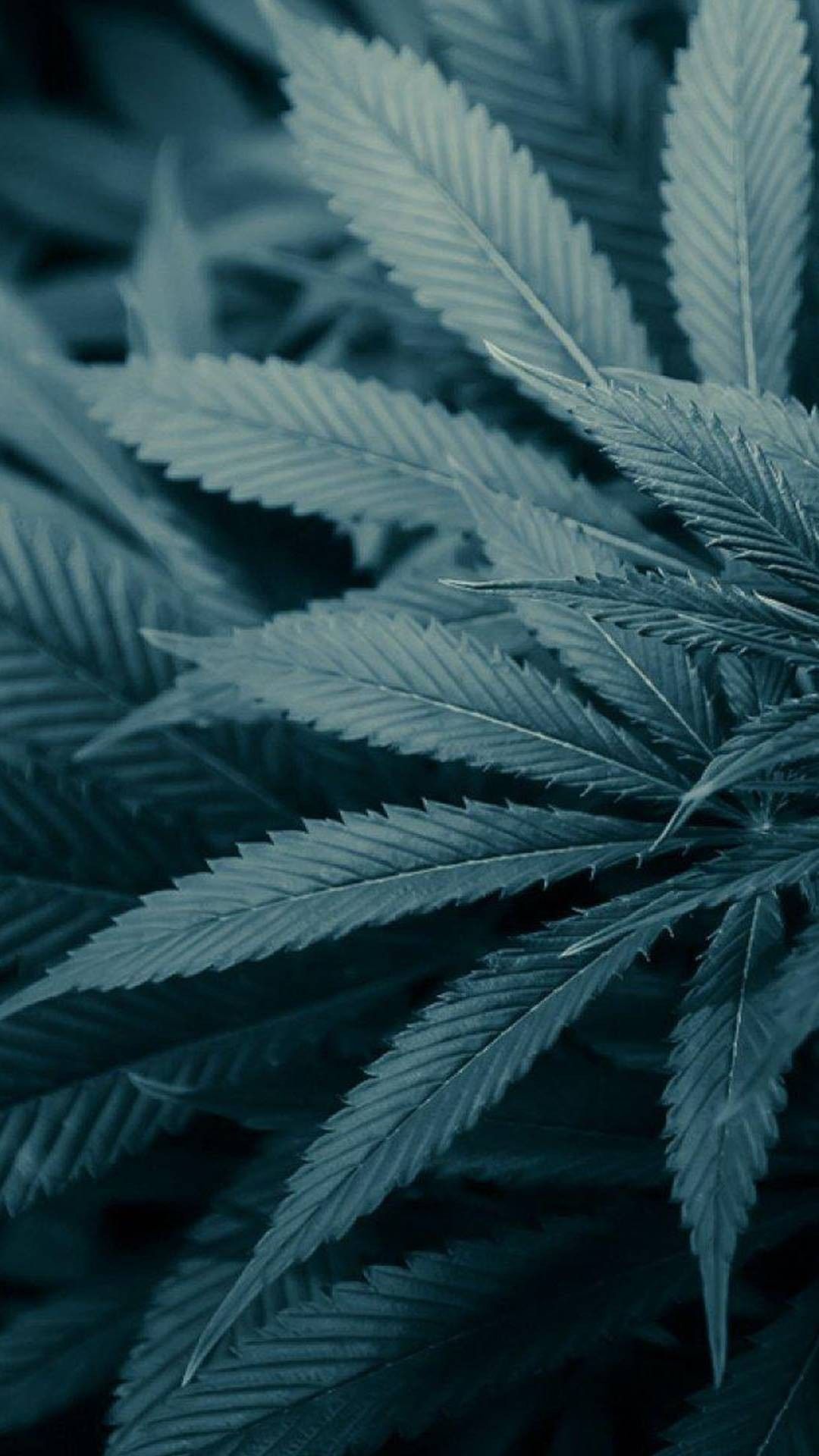 1080x1920  Конопля