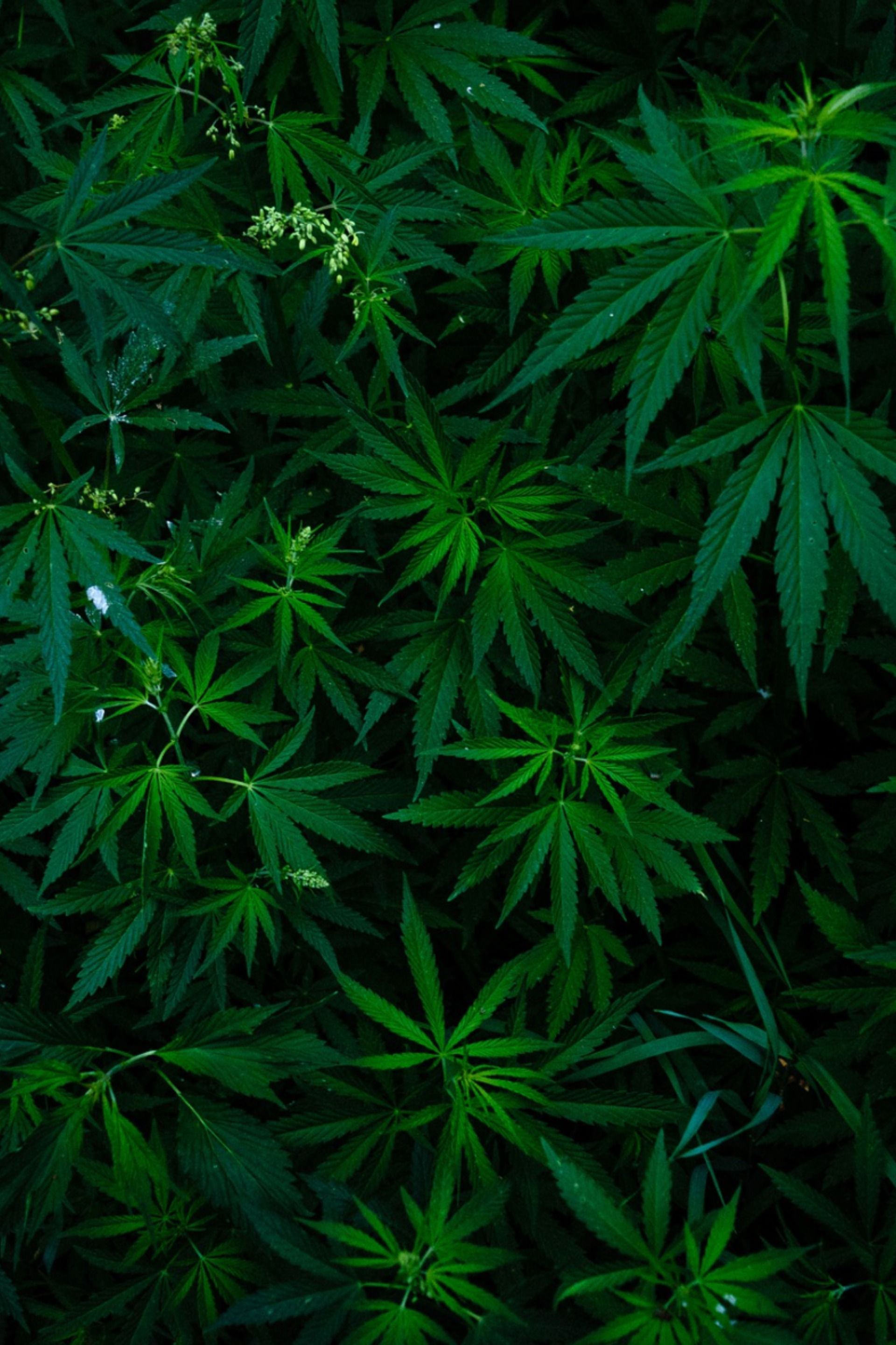 1920x2880  конопля