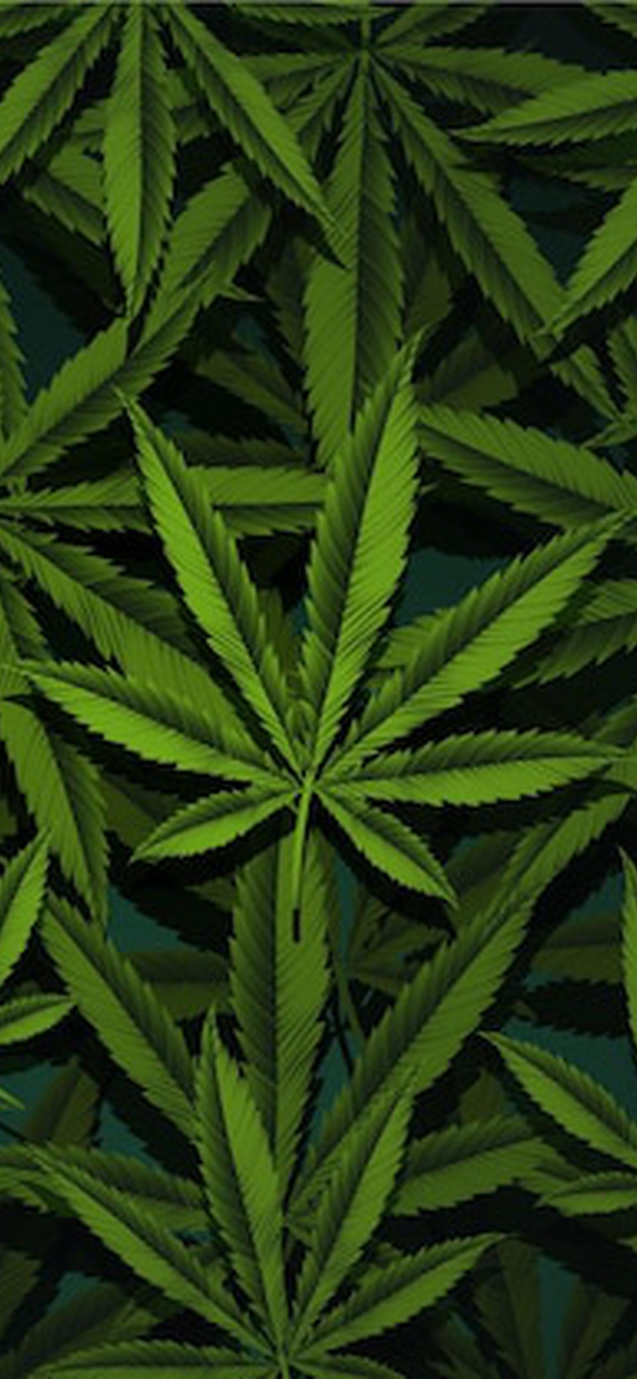 1284x2778  Конопля обои на телефон [26+ изображений]