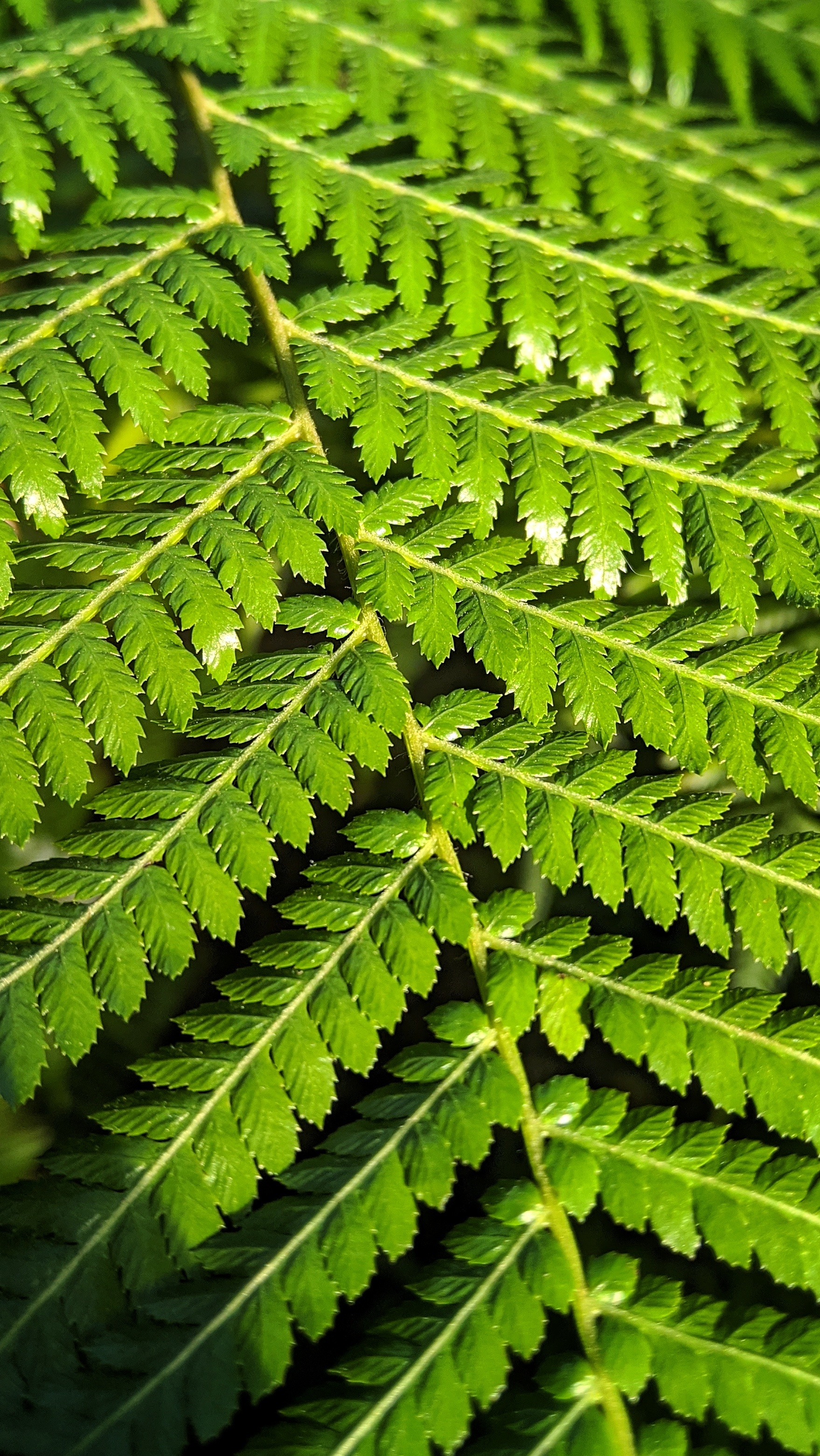 1758x3123  Обои на телефон. 16х9 | Пикабу