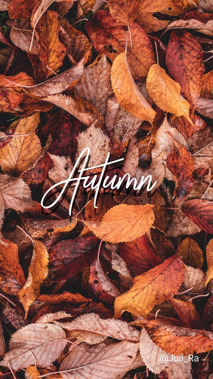 736x1308  Скачать 1350x2400 тыква, урожай, осень, спелый, октябрь обои, картинки  iphone 8+/7+/6s+/6+ for parallax