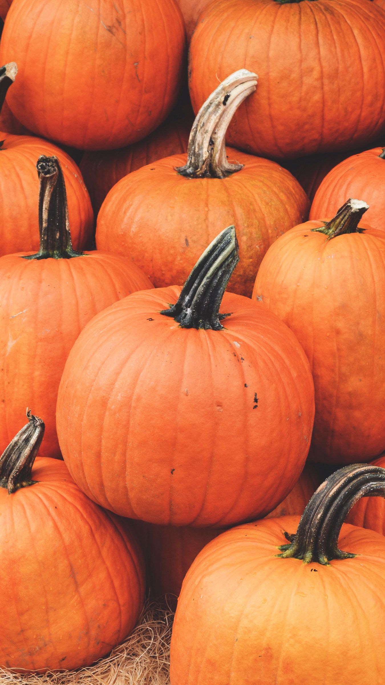 1350x2400  The Noisetier - WALLPAPERS