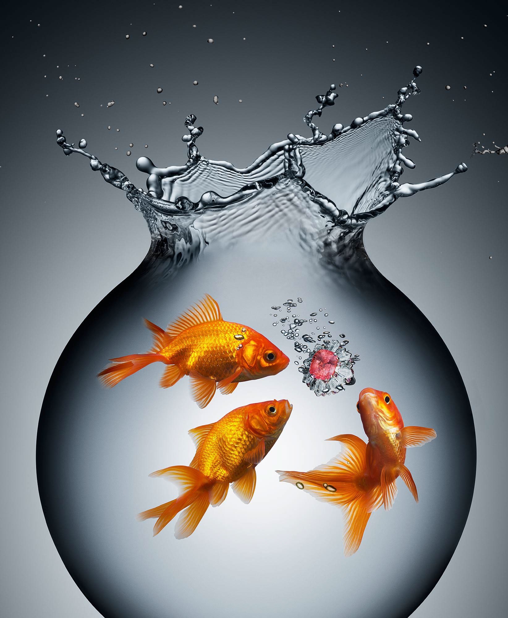 1644x2000  Заставка на телефон золотая рыбка для привлечения денег - фото и картинки  abrakadabra.fun