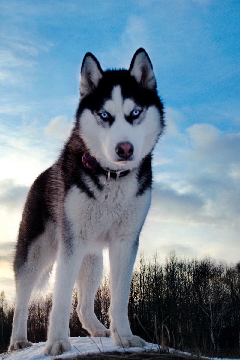 800x1200  Скачать 800x1200 собака, хаски, взгляд, пятнистый, морда обои, картинки  iphone 4s/4 for parallax