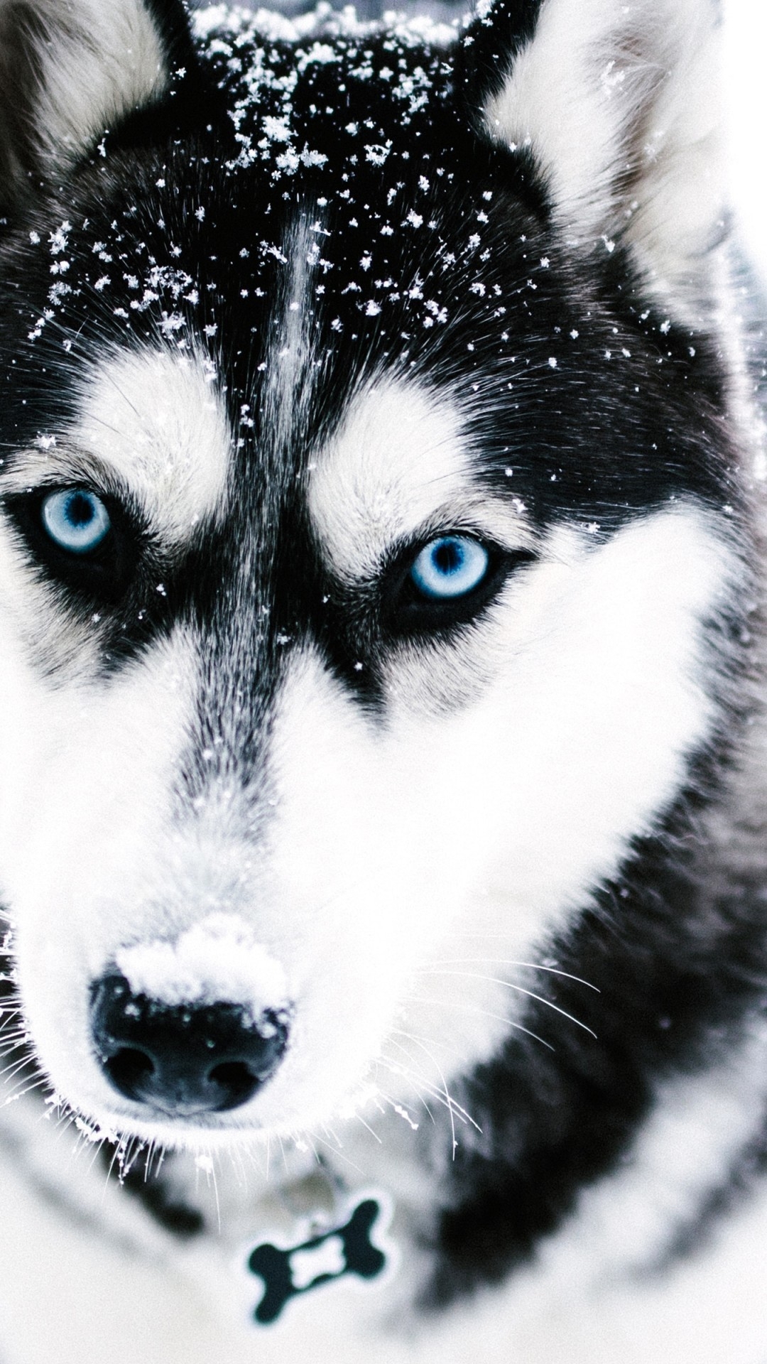 1080x1920  Хаски обои на телефон - 63 фото