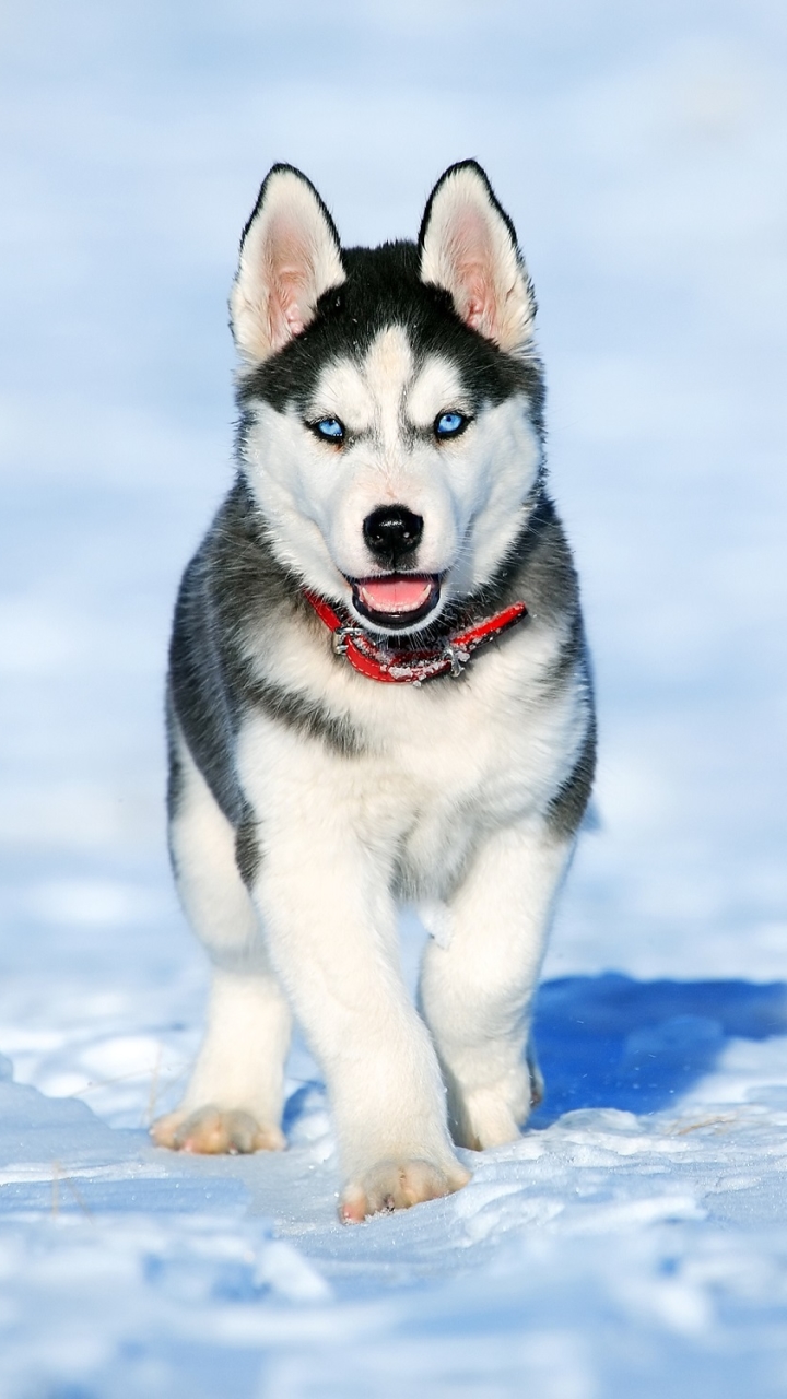 720x1280  Обои на телефон: Животные, Собаки, Снег, Собака, Щенок, Хаски, 1130158  скачать картинку бесплатно.
