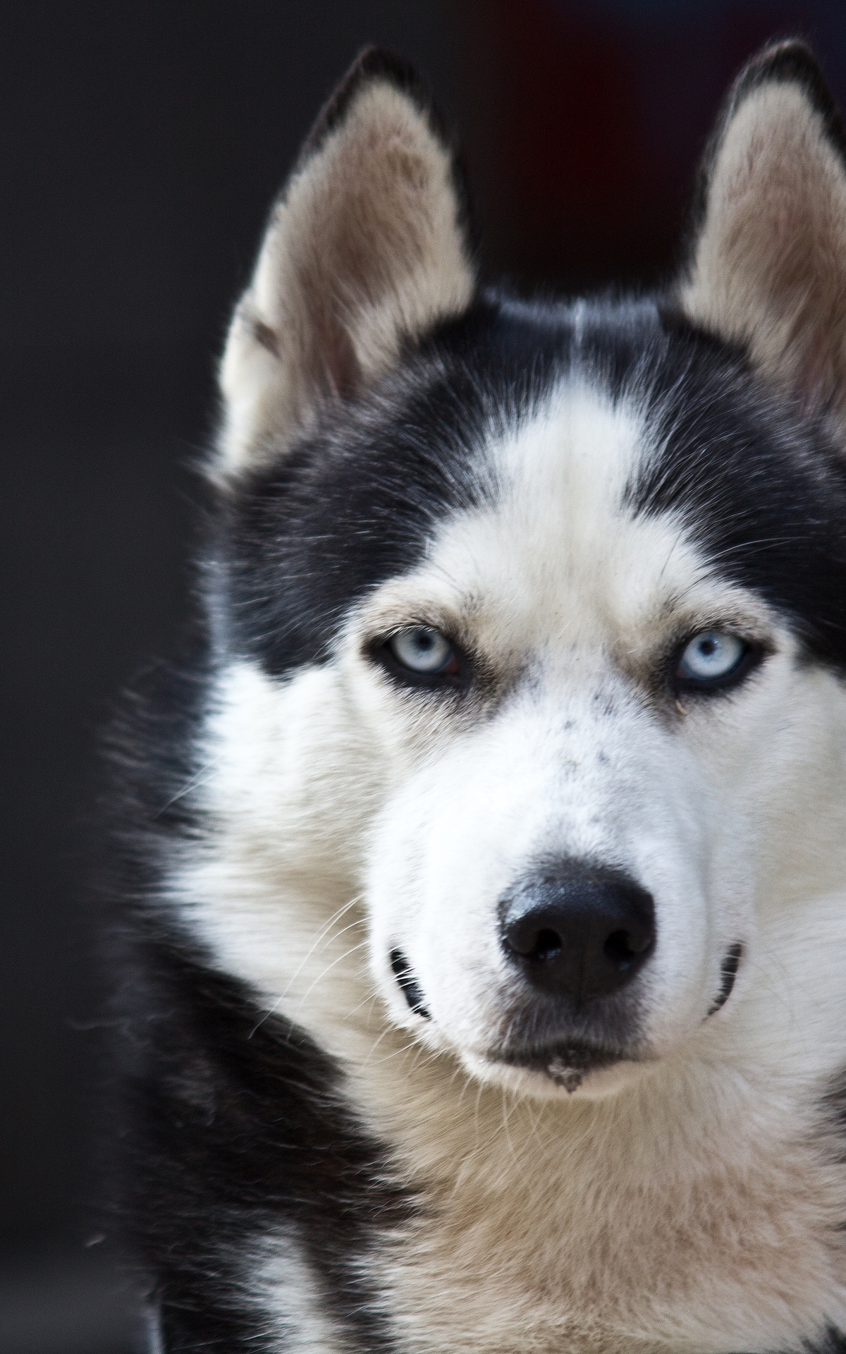 1200x1920  Скачать обои и картинки хаски, морда, черный, белый, окрас, смотрит для  рабочего стола в разрешении 1200x1920