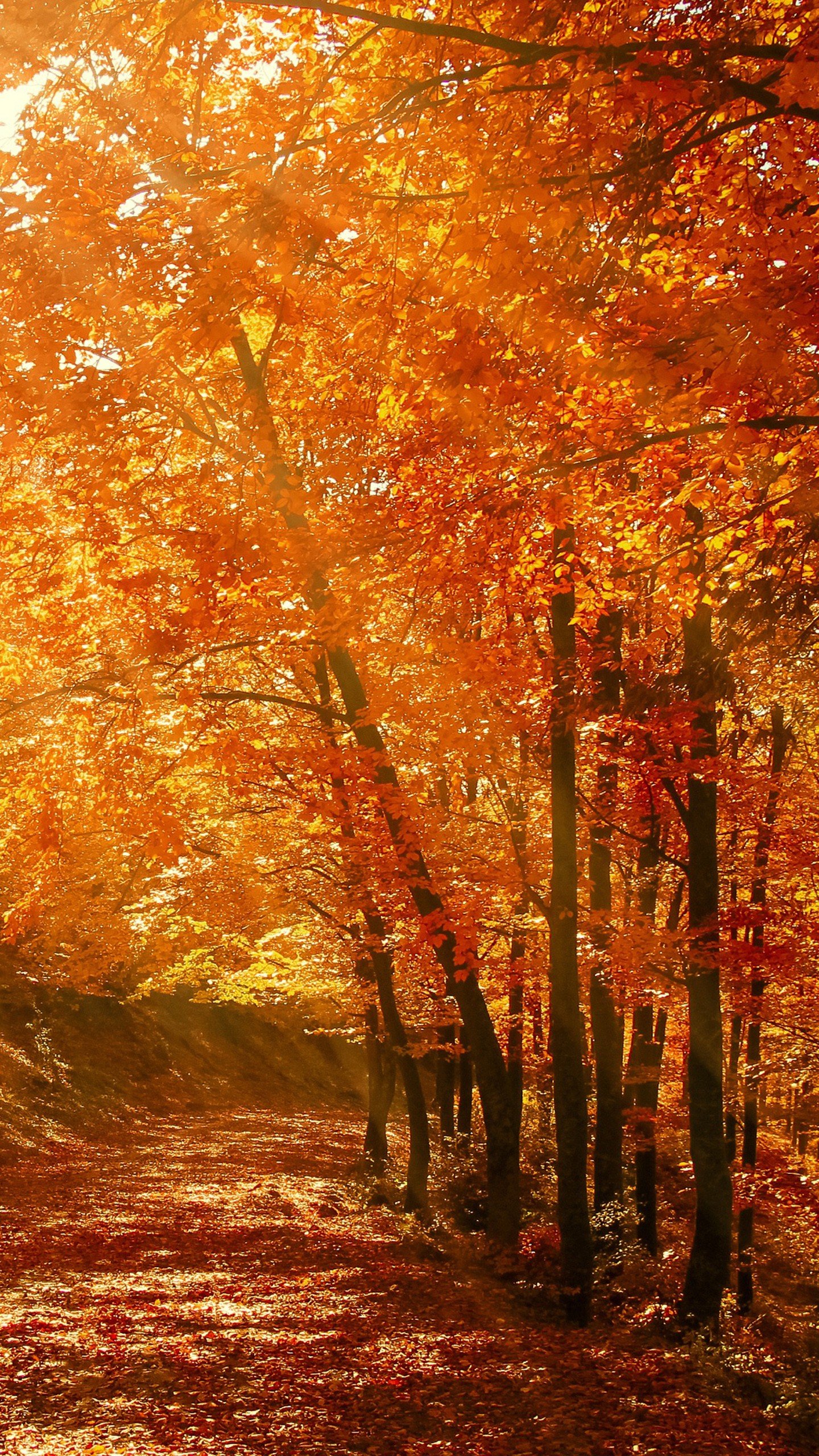 1440x2560  Вертикальные картинки осень - 68 фото