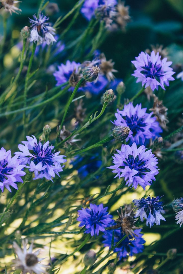 736x1104  Flower iPhone wallpapers обои | Фиолетовые цветы, Цветы, Обои