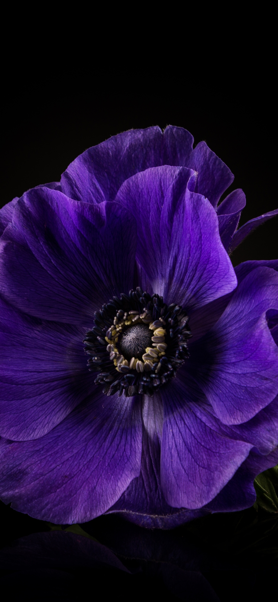 1125x2436  Темно фиолетовые цветы - 70 фото