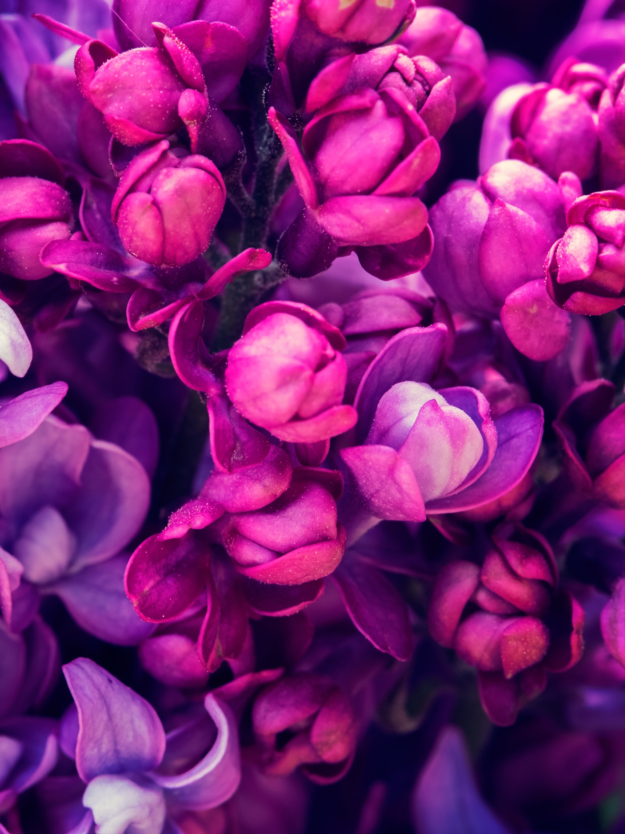 2048x2732  Wallpaper Wildflowers, 4k, HD wallpaper, purple, Nature #4704