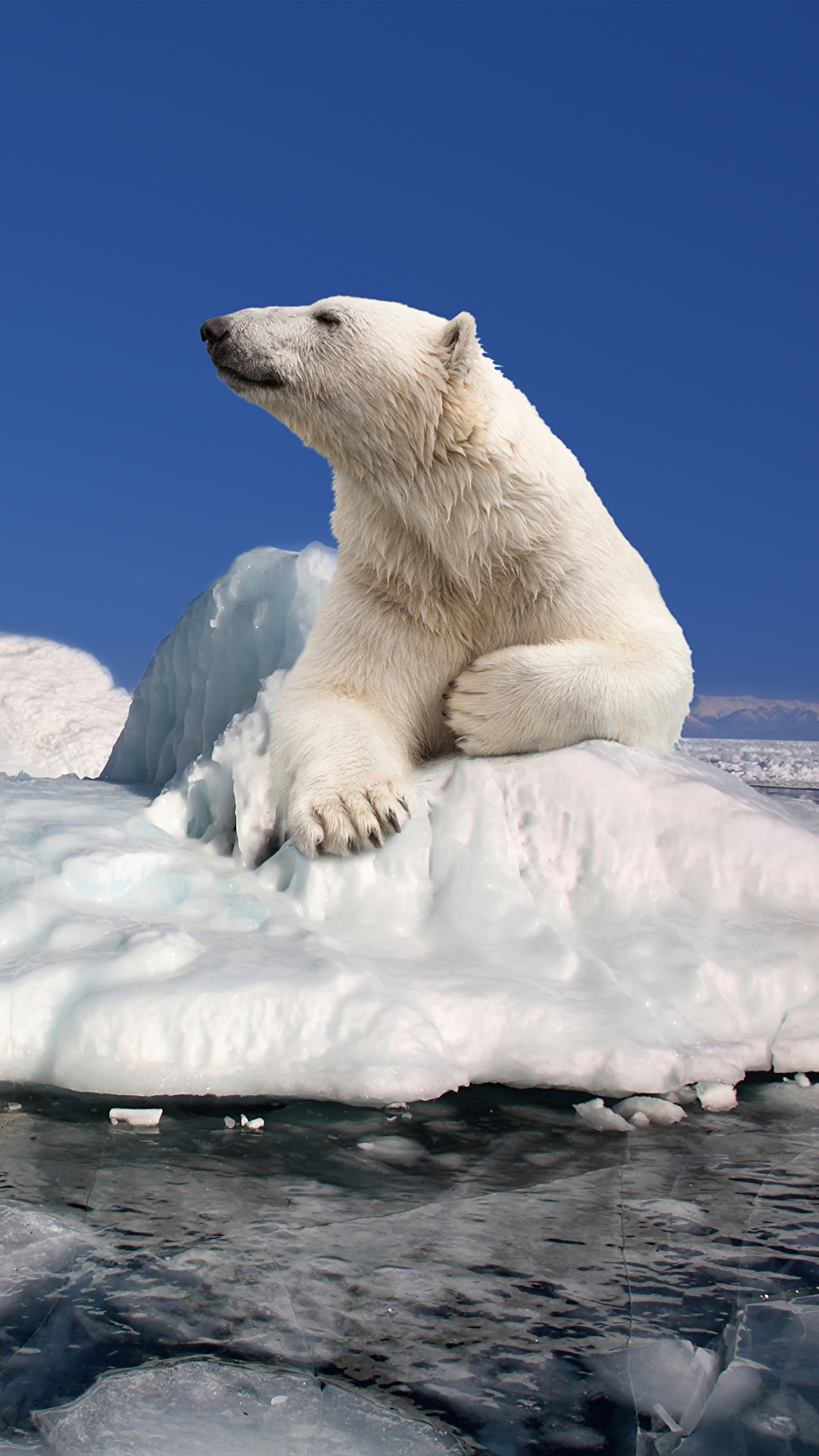 1080x1920  Images Polar bears Bears Ice Animals 1080x1920