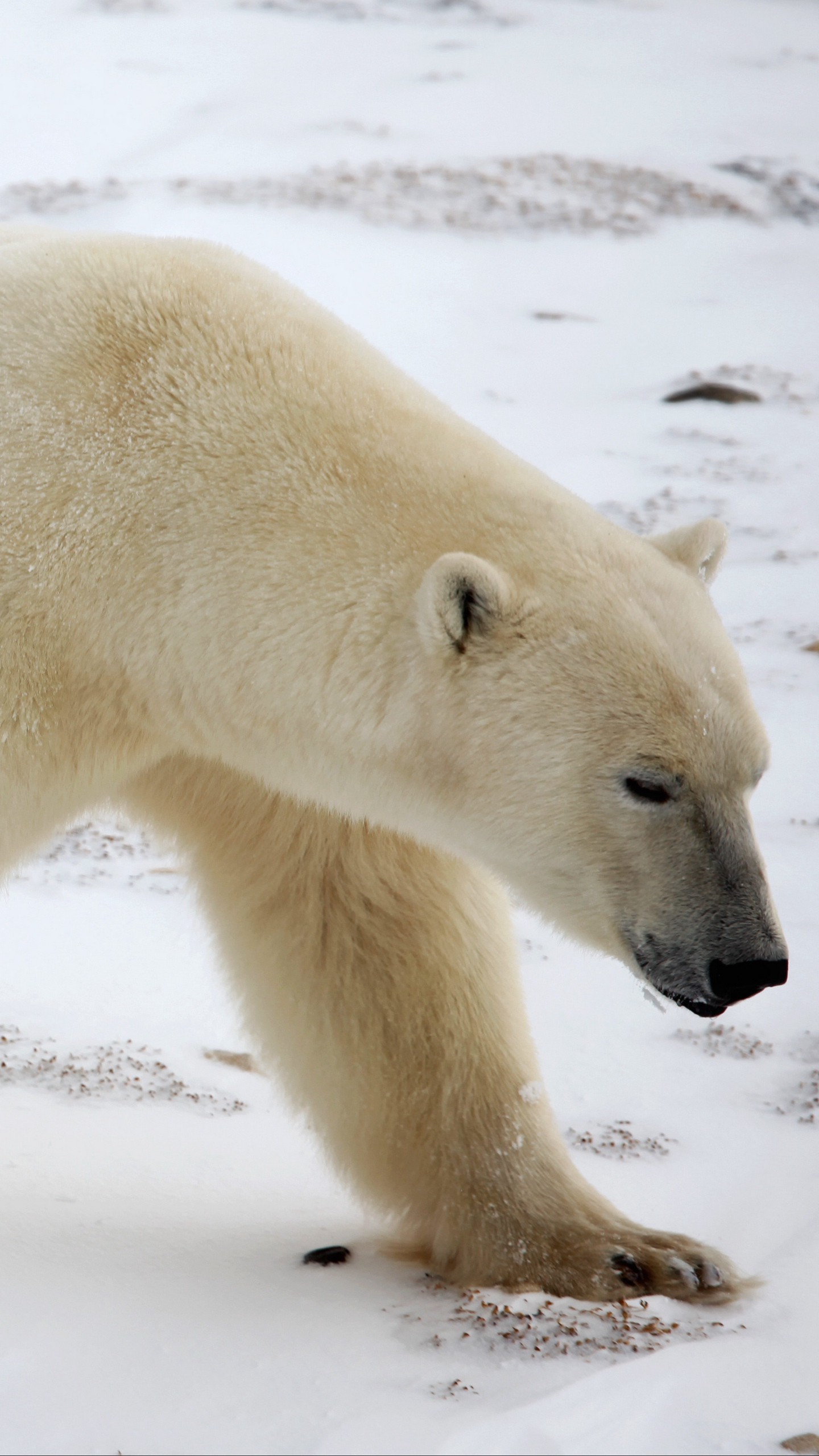 1440x2560  Белые медведи изображение_Фото номер 400315061_JPG Формат  изображения_ru.lovepik.com