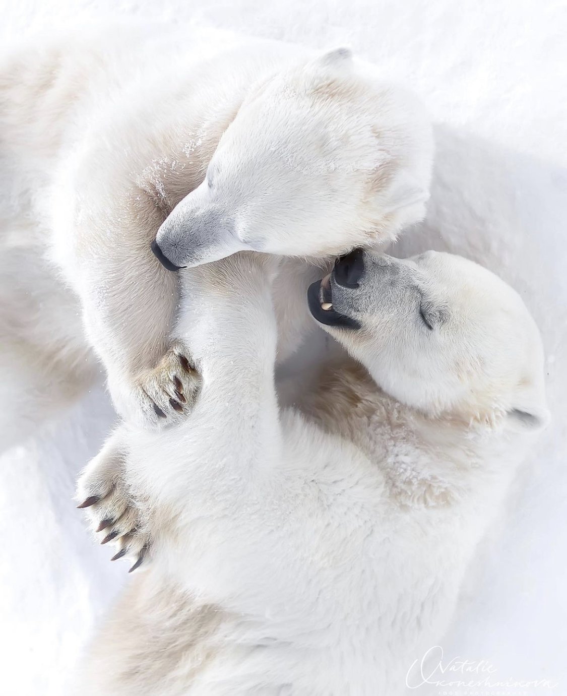 1125x1381  милый медведь мультяшный персонаж обои фон Обои Изображение для бесплатной  загрузки - Pngtree