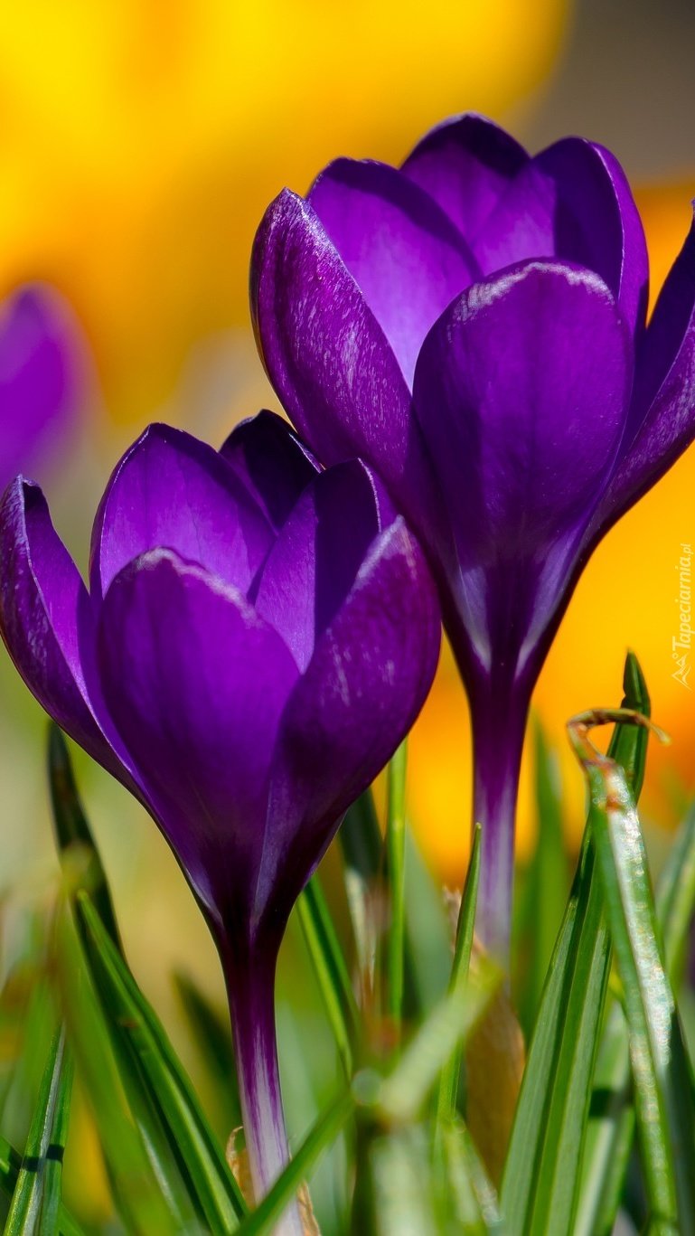 769x1367  Крокусы обои на телефон - 51 фото