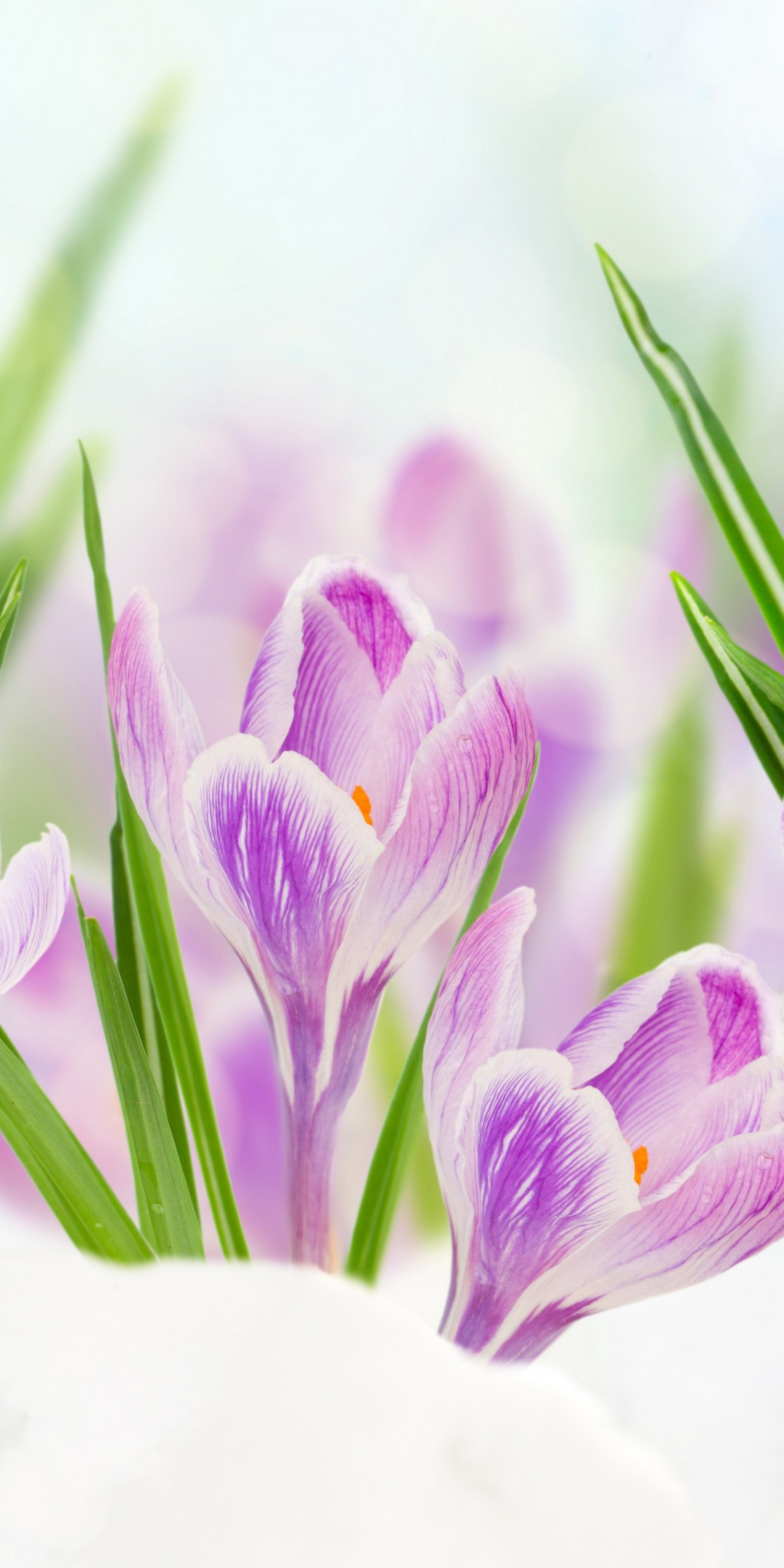 1080x2160  Mobile wallpaper: Flowers, Snow, Flower, Close Up, Earth, Crocus, Purple  Flower, 1142823 download the picture for free.