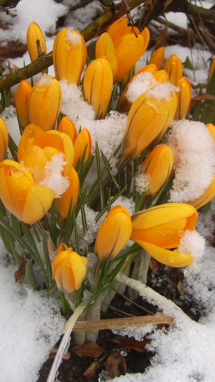 720x1280  720x1280 Обои подснежники, желтые, снег, весна, лес | Nature photography  flowers, Flowers photography, Beautiful nature photography flowers scenery