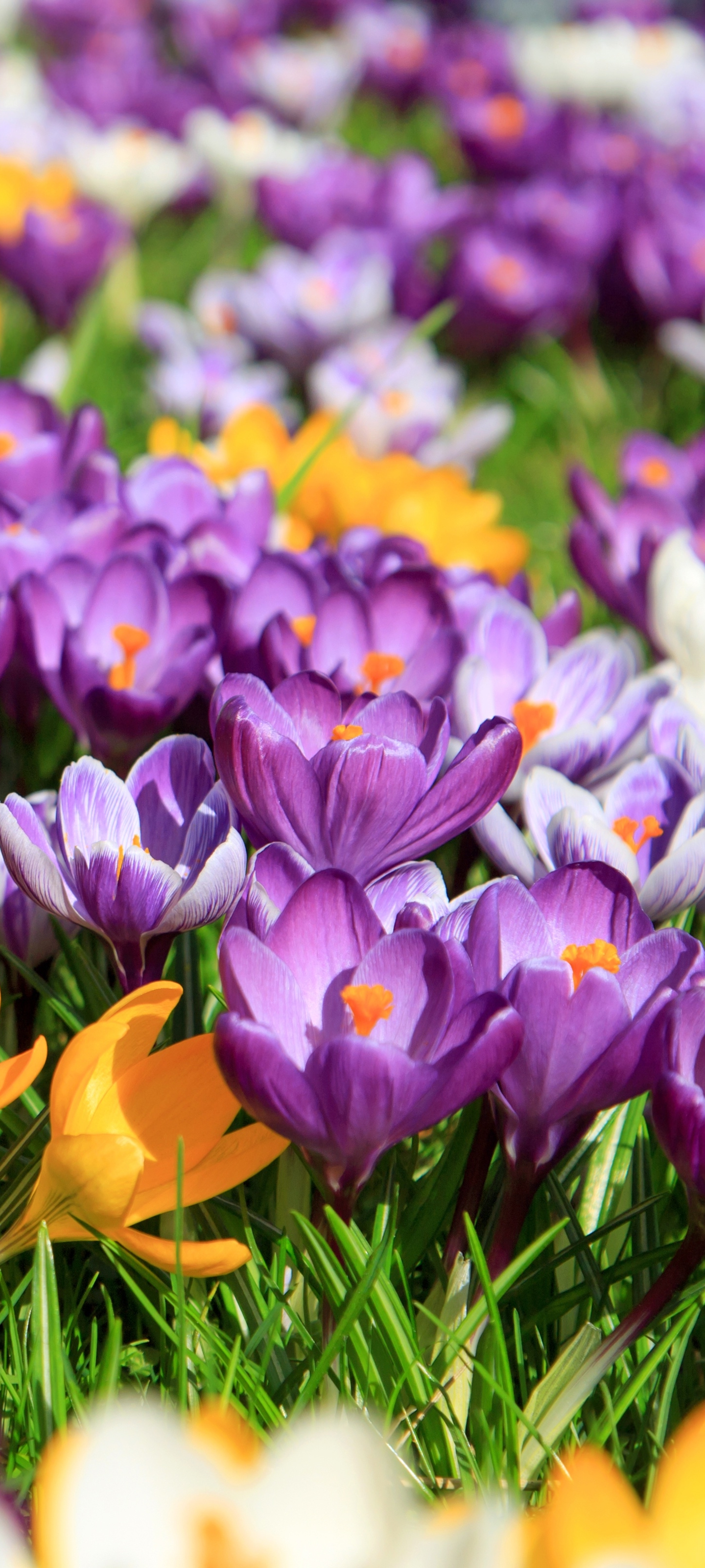 1440x3200  Обои на телефон: Цветок, Весна, Крокус, Желтый Цветок, Фиолетовый Цветок,  Земля/природа, Флауэрсы, 1186220 скачать картинку бесплатно.