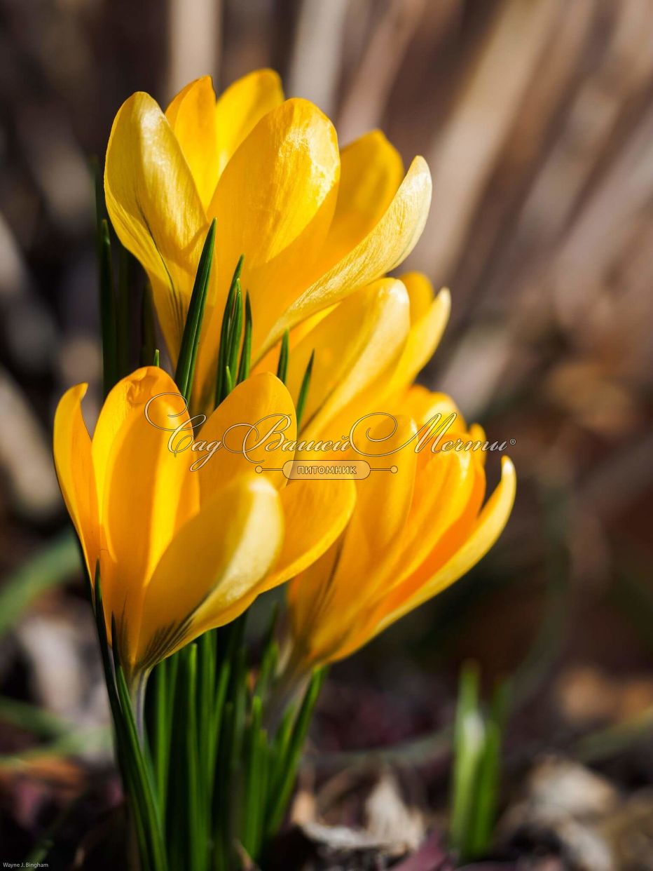 932x1242  Крокус Желтый (Crocus Yellow) - Луковицы крокусов - купить недорого Крокусы  в Москве в интернет-магазине Сад вашей мечты