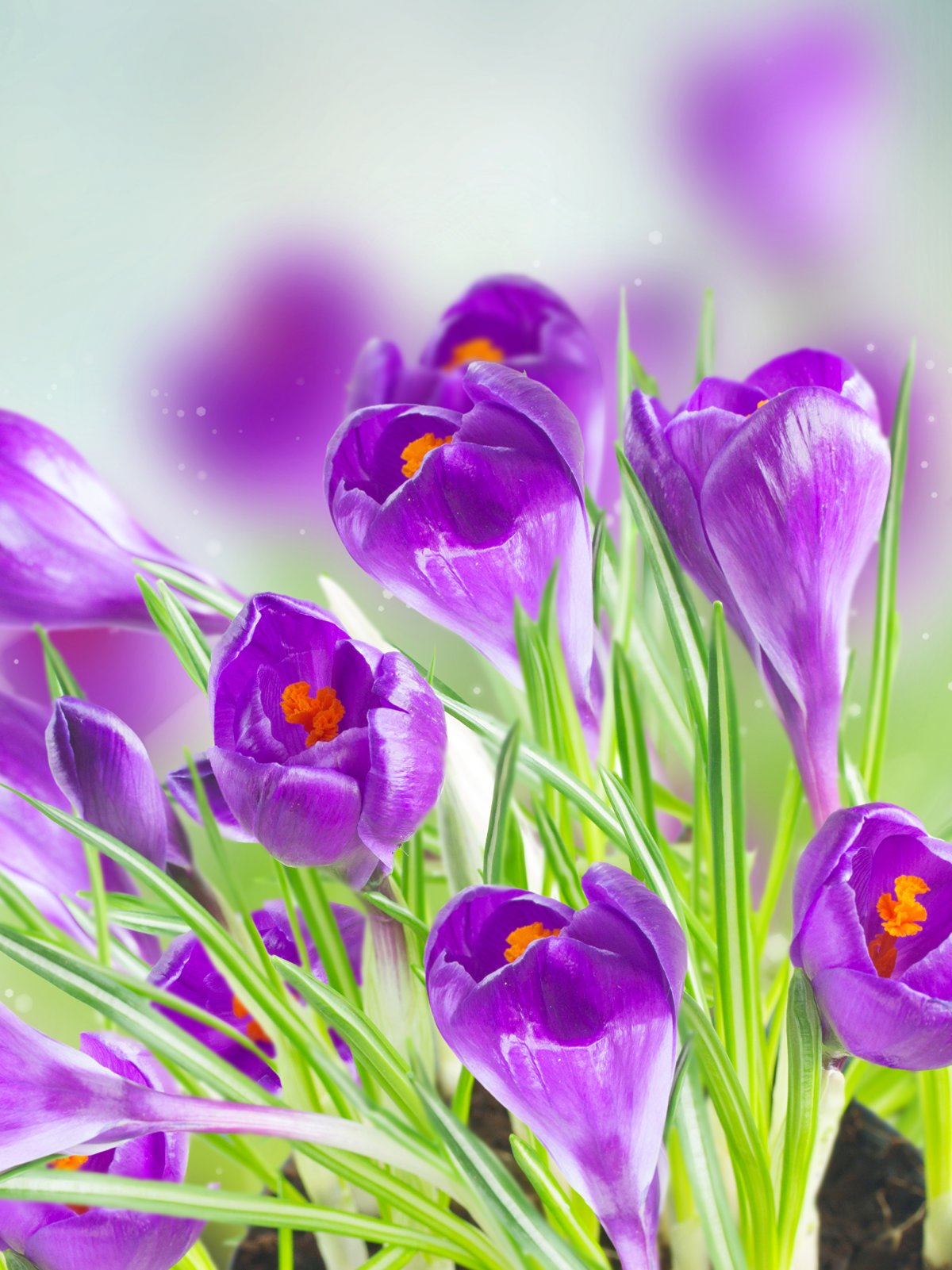 1200x1601  Фиолетовые цветы обои на телефон - 71 фото