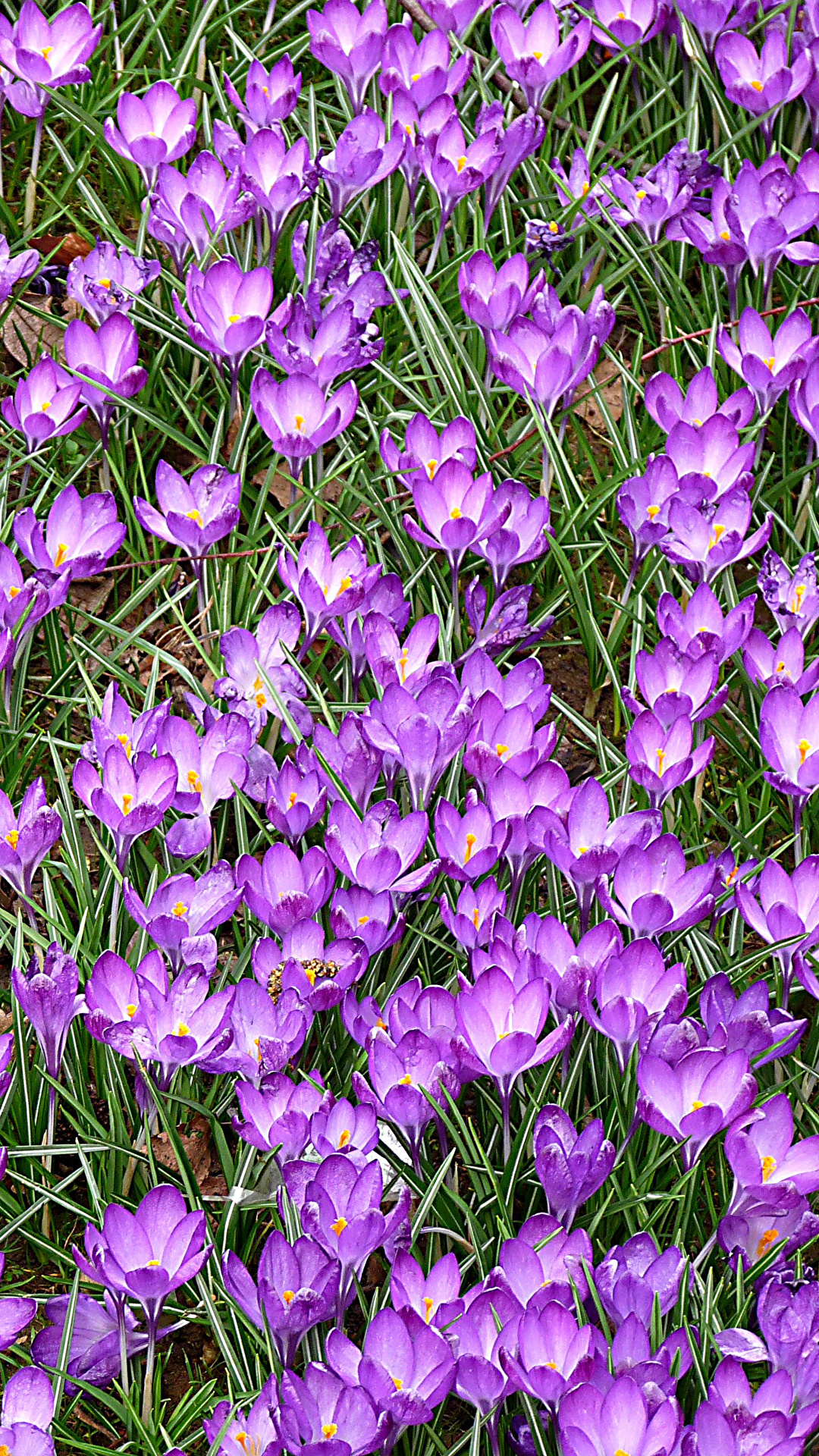 1080x1920  Фото Фиолетовый Цветы Шафран Много 1080x1920