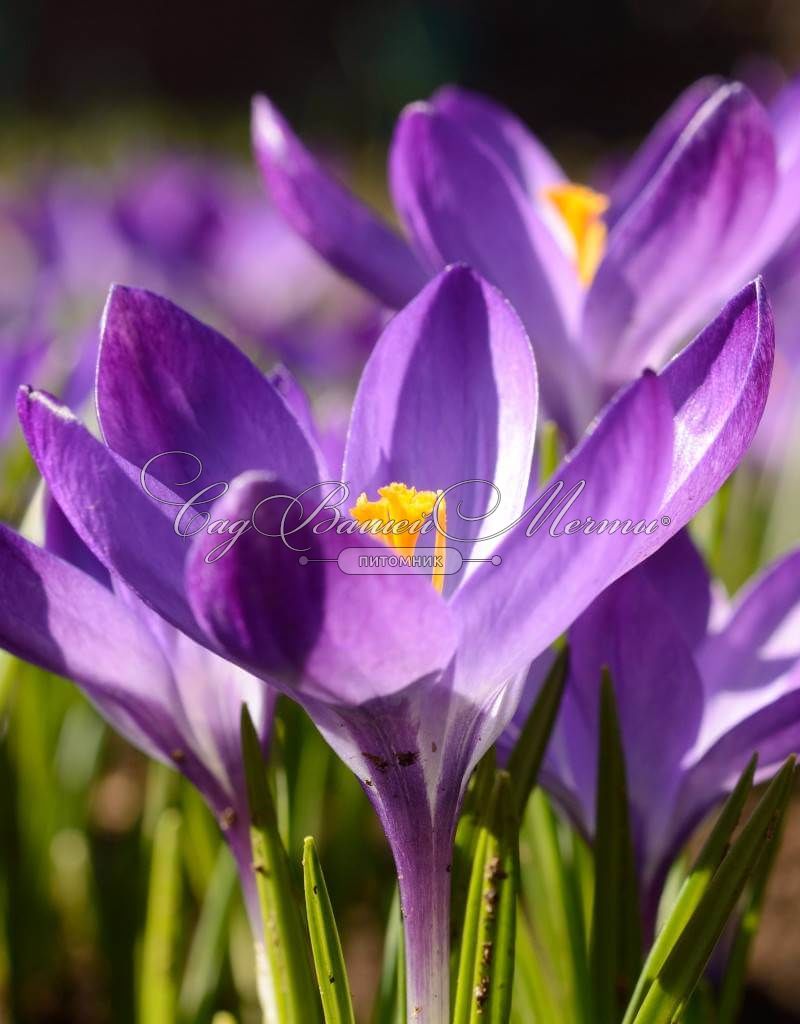 800x1024  Крокус Руби Джайант (Crocus Ruby Giant) - Луковицы крокусов - купить  недорого Крокусы в Москве в интернет-магазине Сад вашей мечты