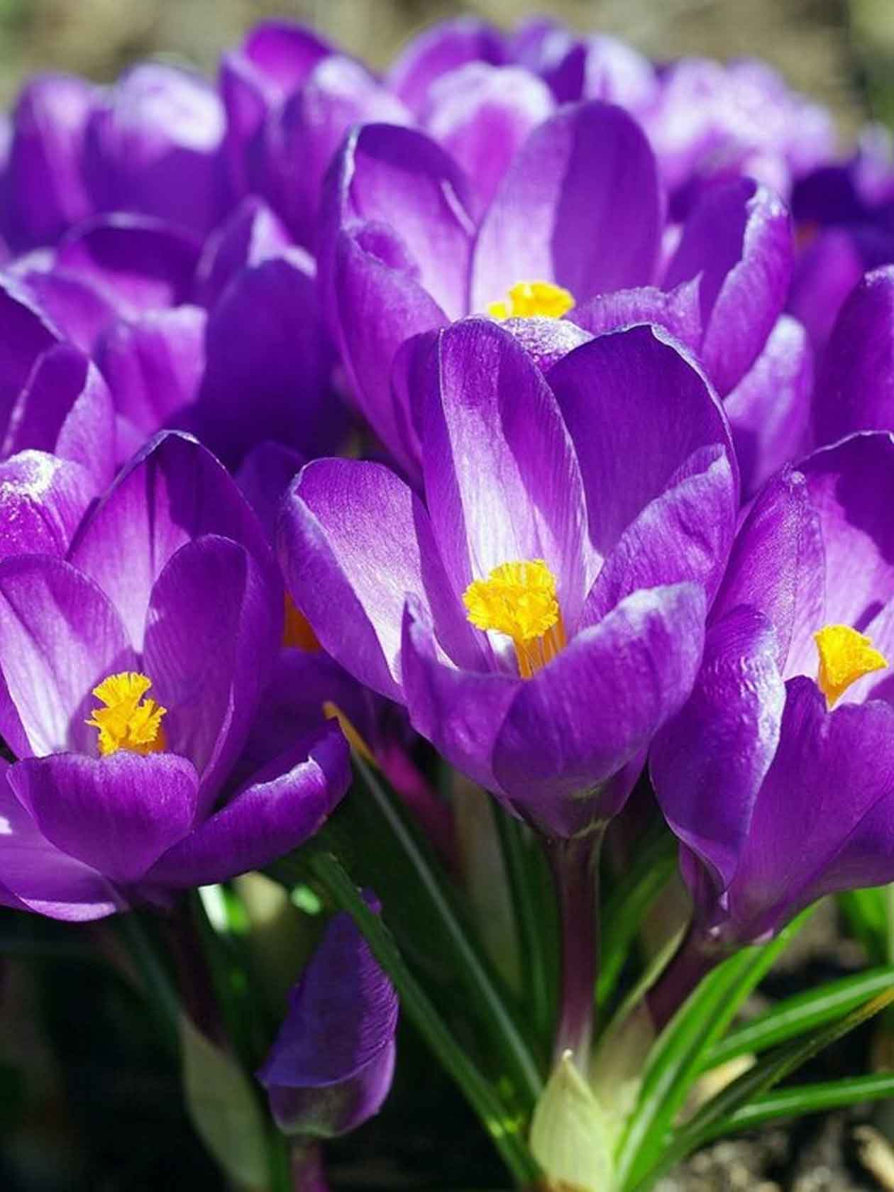 1260x1680  Тюльпан 34 | Цветы оптом