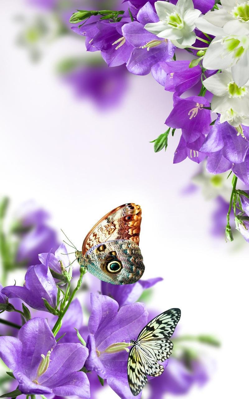 800x1280  Картинки на телефон весна цветы вертикальные (70 фото) » Картинки и статусы  про окружающий мир вокруг