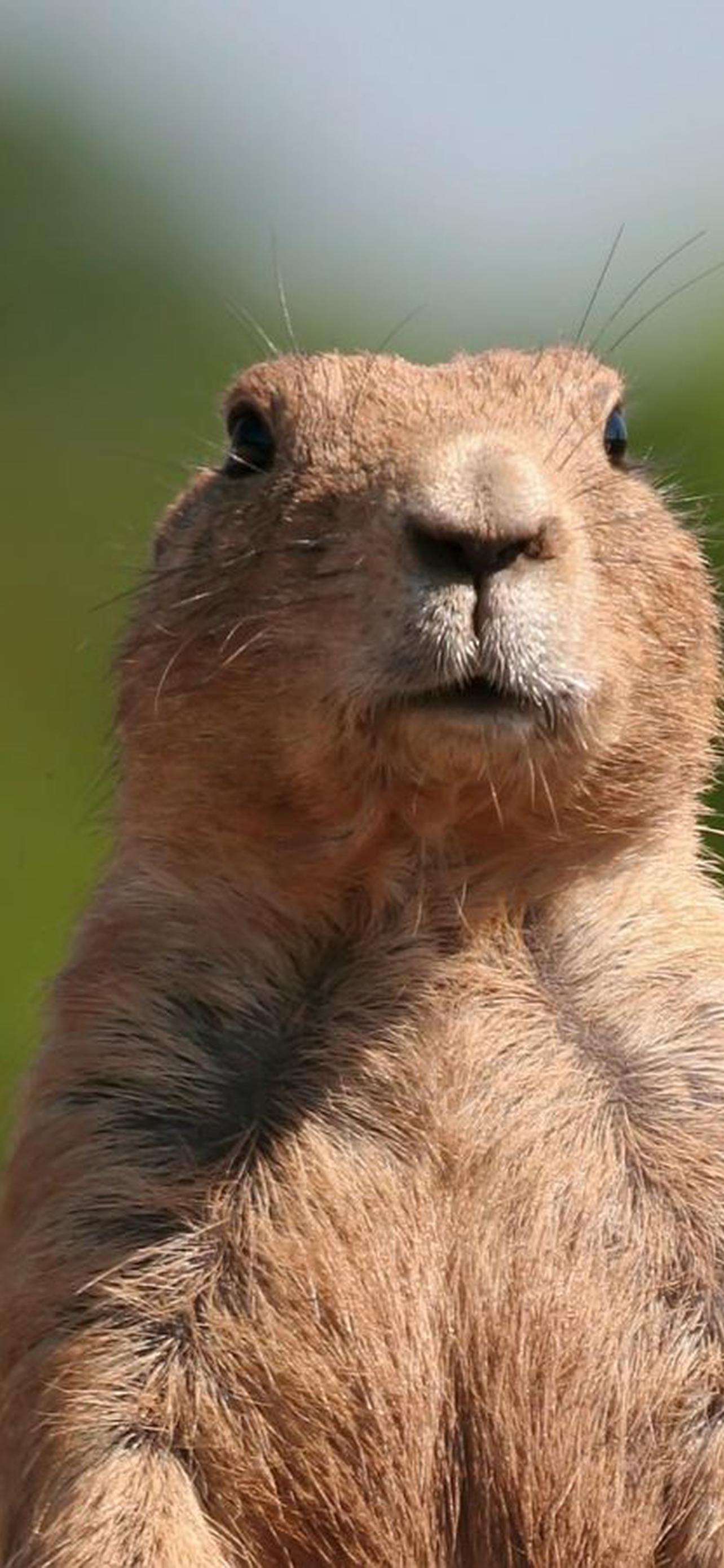 1284x2778  Мармок обои на телефон [25+ изображений]