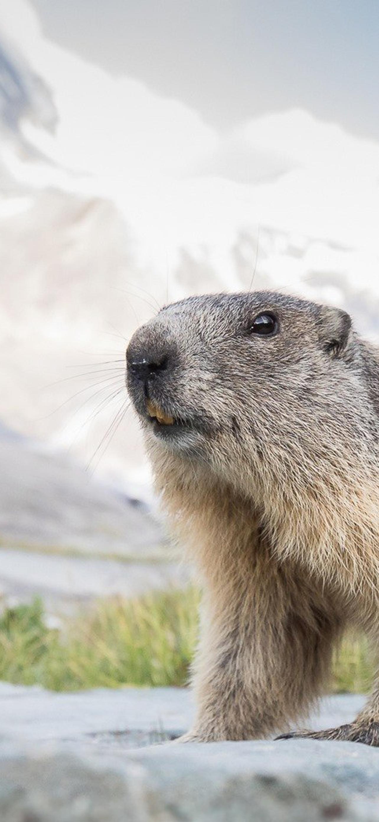 1284x2778  Мармок обои на телефон [25+ изображений]