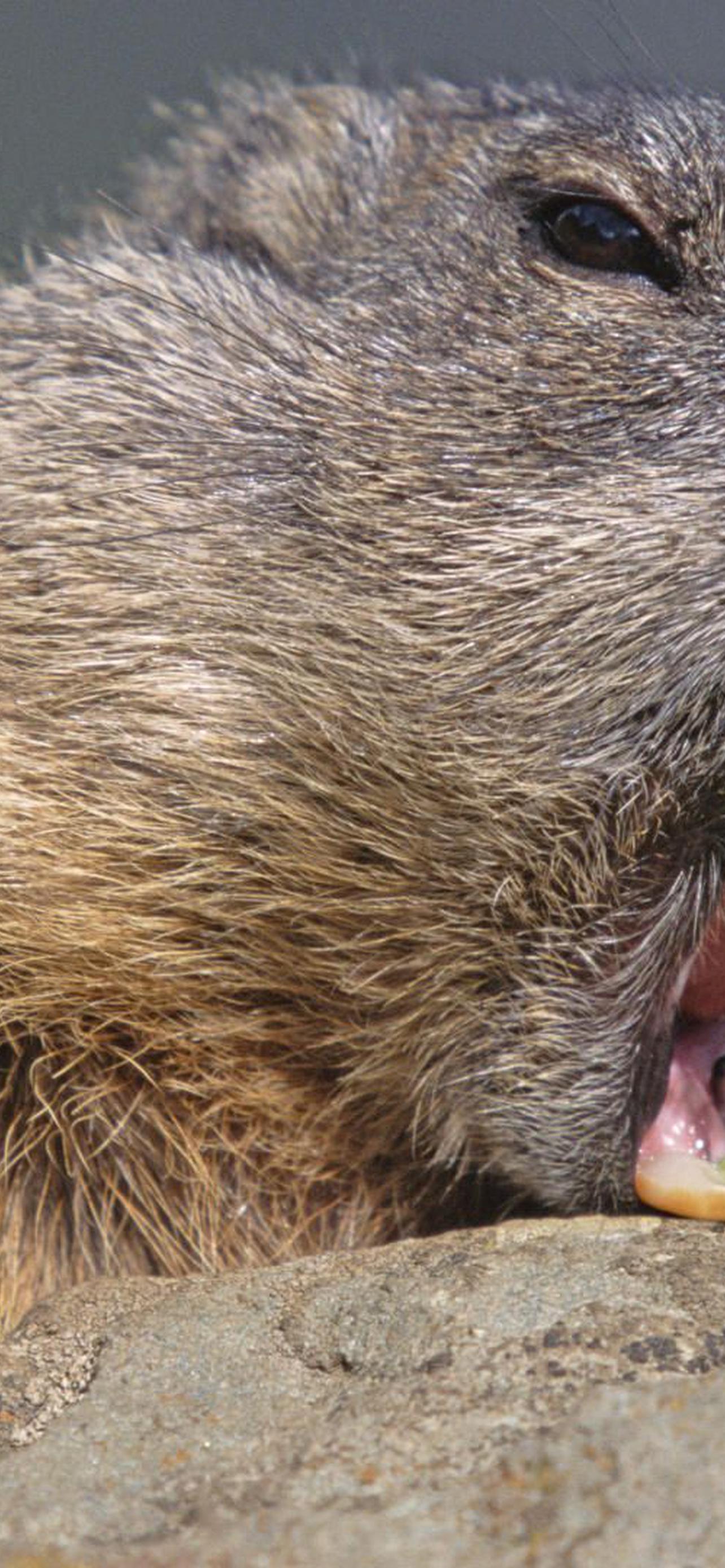 1284x2778  Мармок обои на телефон [25+ изображений]