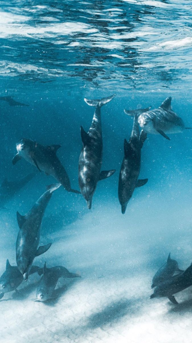 675x1200  Обои на телефон | Дельфины, Милые каракули, Фотографии фонов
