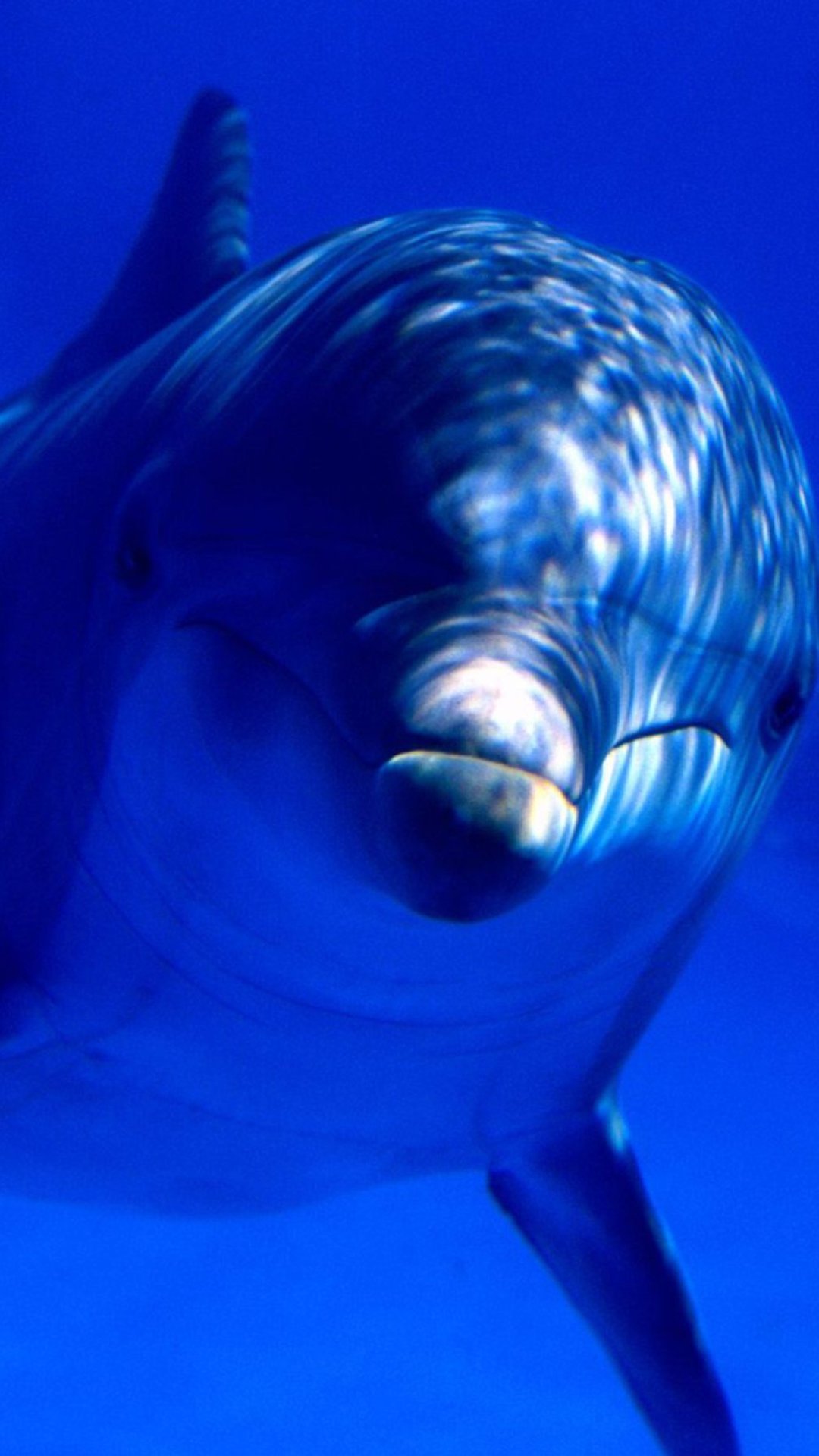 1080x1920  Обои на телефон: Плавник, Животные, Вода, Дельфин, 130844 скачать картинку  бесплатно.
