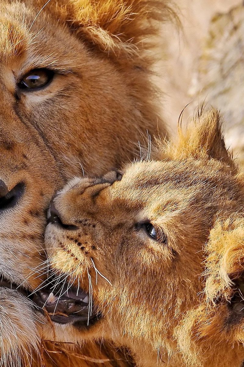 800x1200  Скачать 800x1200 львица, львенок, морда, забота, большая кошка обои,  картинки iphone 4s/4 for parallax