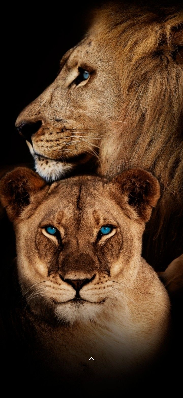 720x1560  Пин от пользователя Melu Vazquez на доске ❤FELINOS❤ | Лев фотографии,  Портреты домашних животных, Морды животных