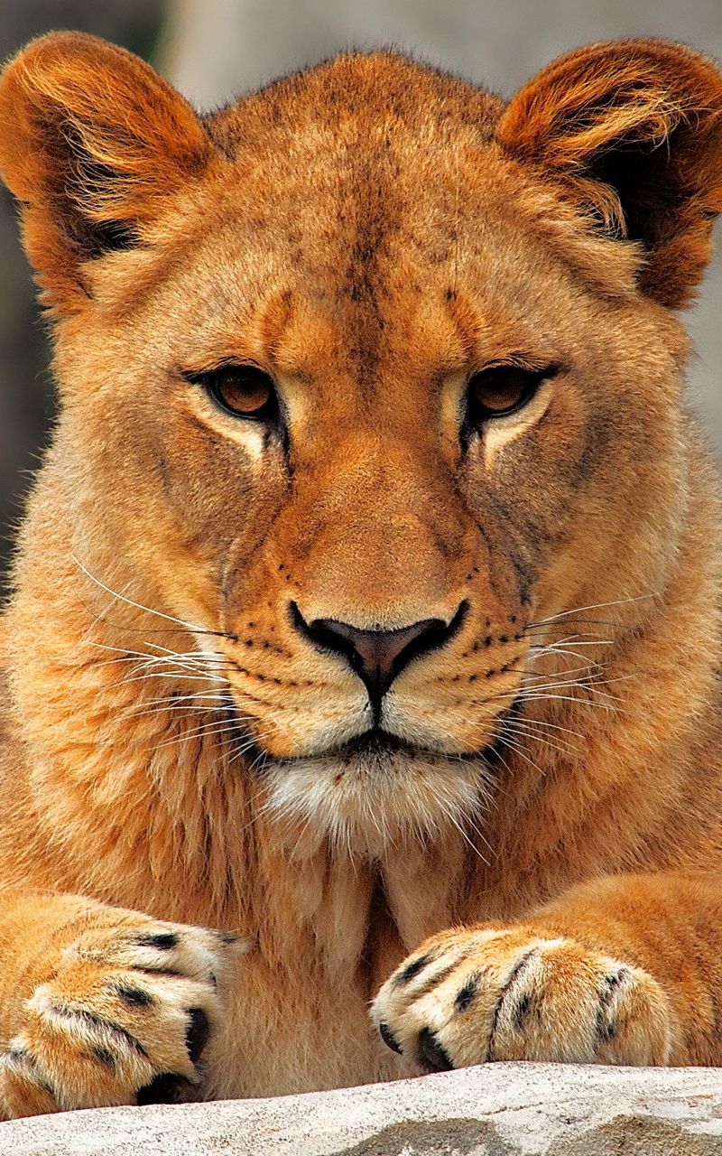 800x1280  Скачать 800x1280 лев, львица, сидеть, хищник обои, картинки samsung galaxy  note gt-n7000, meizu mx2 | Лев фотографии, Кошка лев, Морды животных