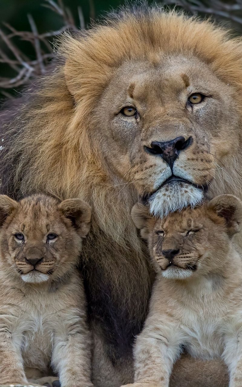 800x1280  Скачать 800x1280 лев, львица, детеныши, семья, хищники обои, картинки  samsung galaxy note gt-n7000, meizu mx2