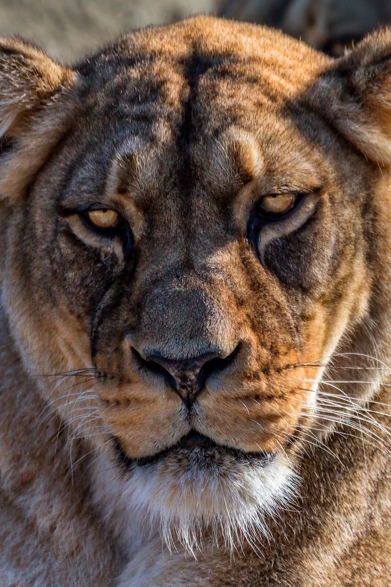 800x1200  Скачать 800x1200 лев, львица, взгляд, спокойствие, хищник обои, картинки  iphone 4s/4 for parallax