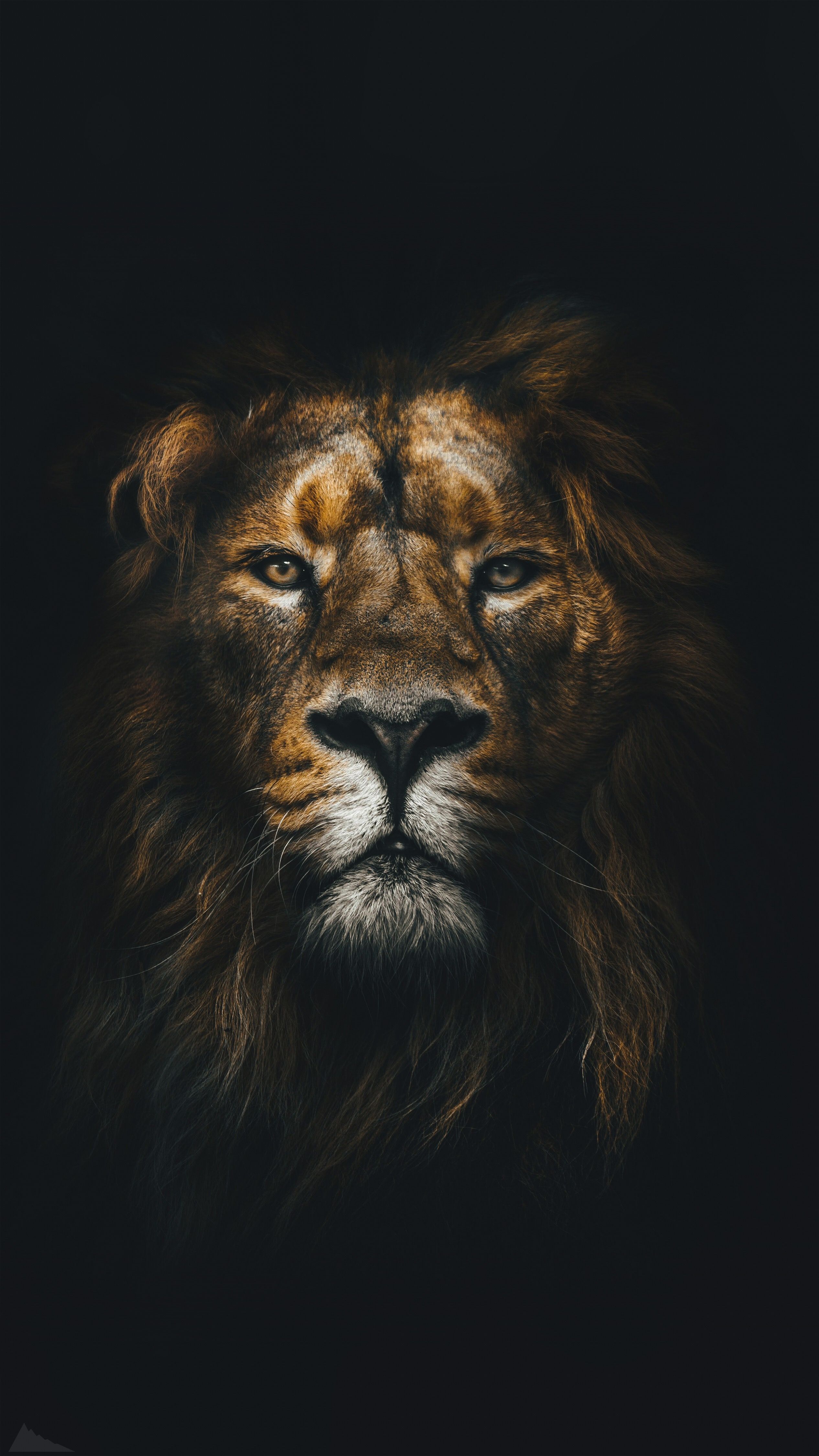 2531x4500  Pin by Se Va on Обои на телефон | Lion images, Lion wallpaper iphone, Lion  wallpaper