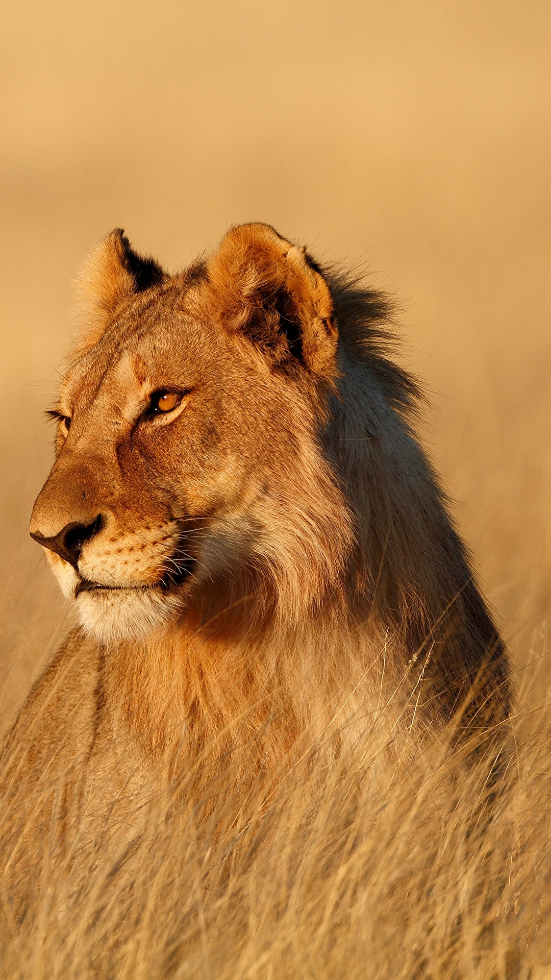 1080x1920  Обои для рабочего стола лев Львица смотрят Животные 1080x1920