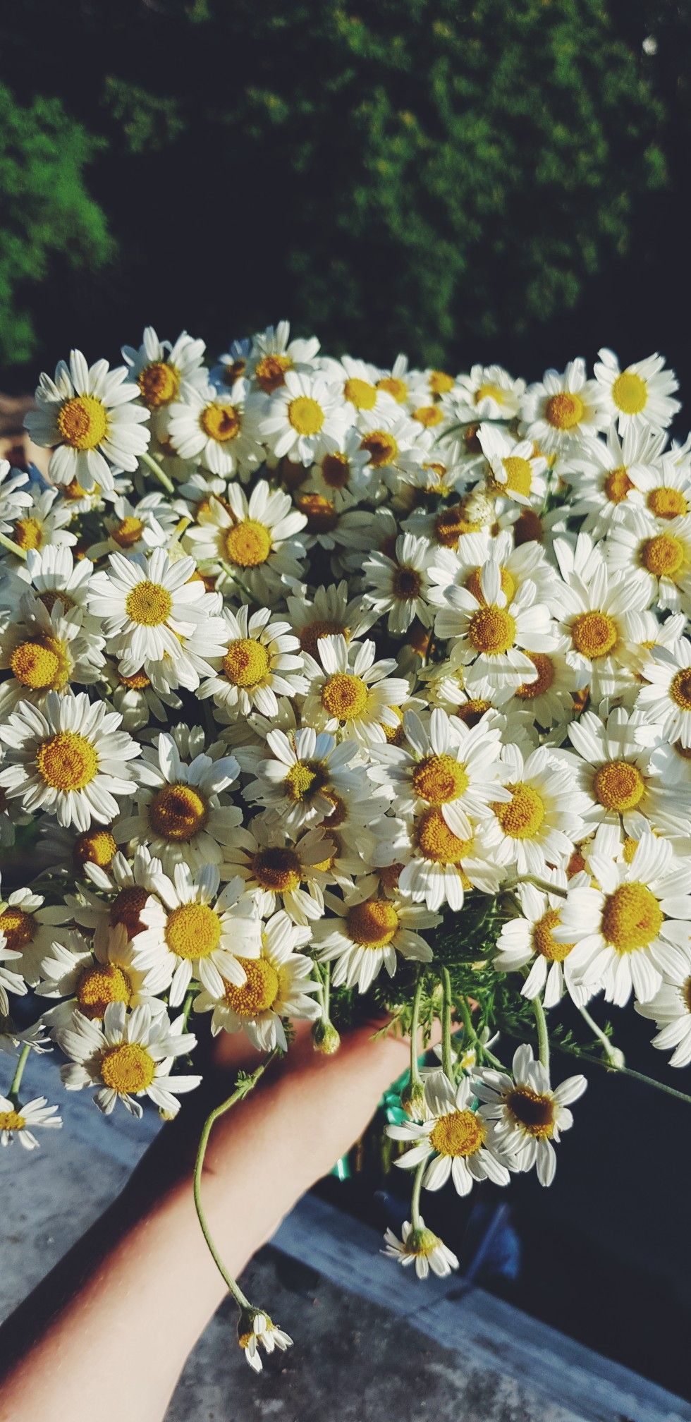 980x2016  Обои на телефон | Осенний пейзаж, Пейзажи, Фоновые рисунки