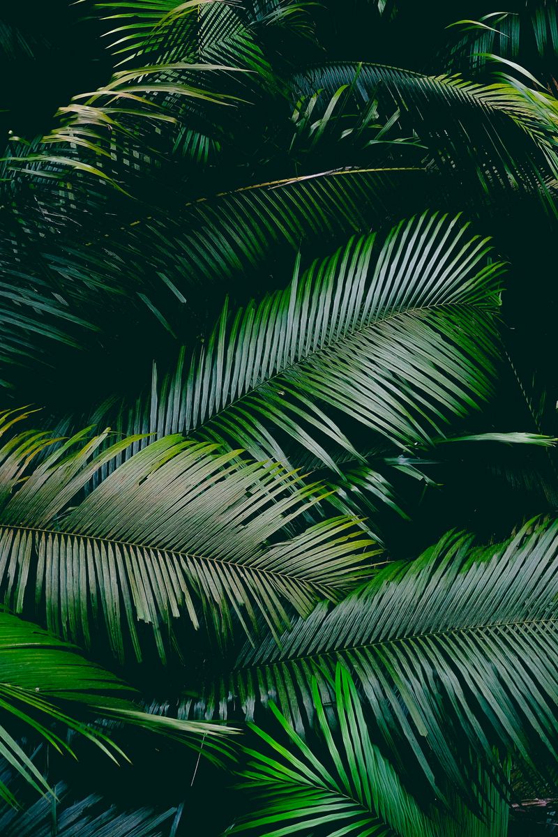 800x1200  Скачать 800x1200 пальма, листья, ветки, зеленый обои, картинки iphone 4s/4  for parallax