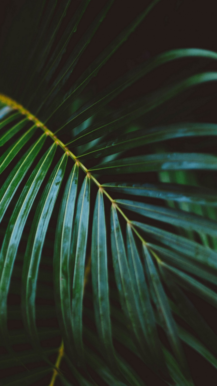 750x1334  Обои лист, пальмовые рощи, ветвь с листьями, папоротник, Archontophoenix  cunninghamiana для iPhone 6, 6S, 7, 8 бесплатно, заставка 750x1334 -  скачать картинки и фото