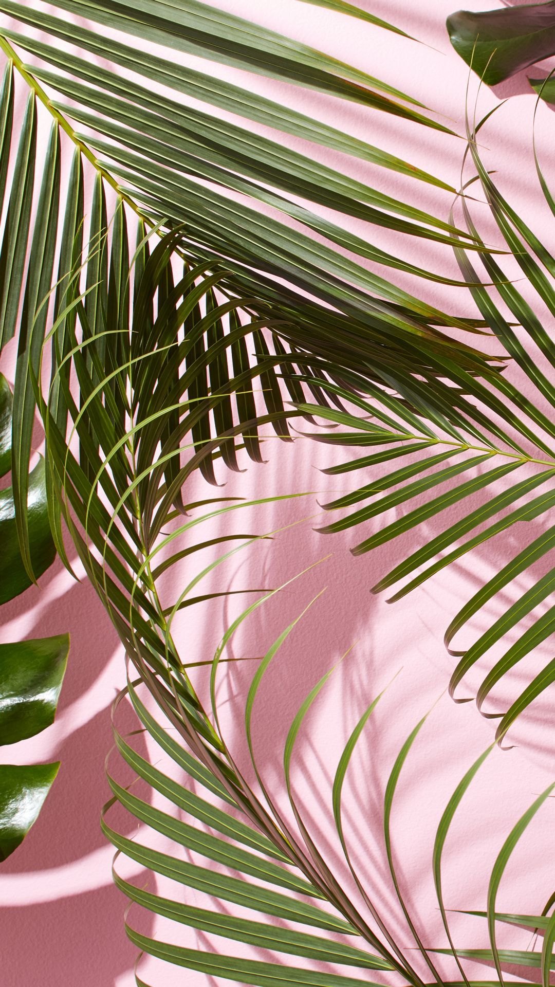 1080x1920  Обои на телефон тропические листья - фото и картинки abrakadabra.fun