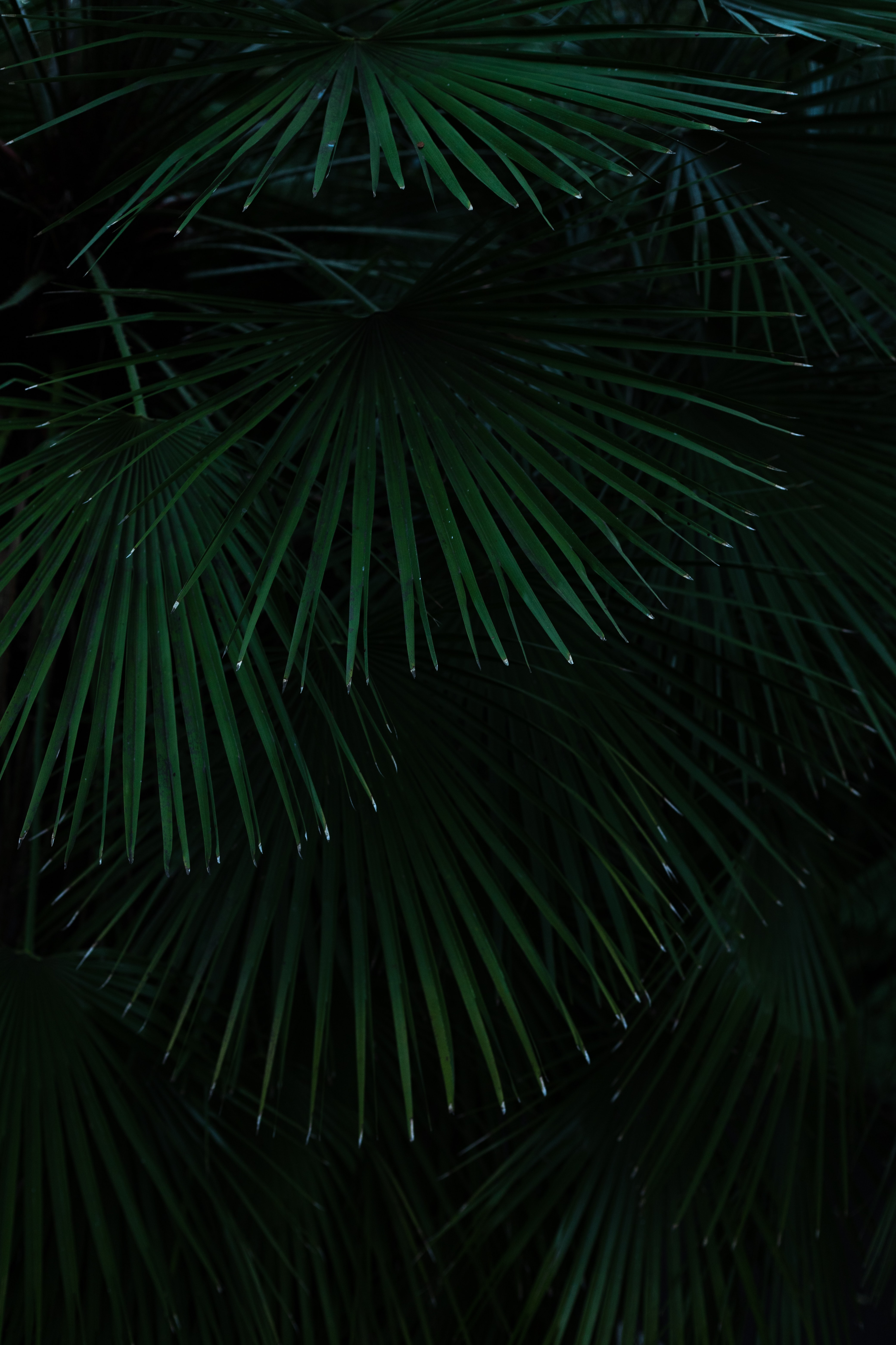 4160x6240  Скачать 4160x6240 пальмы, листья, ветки, куст обои, картинки