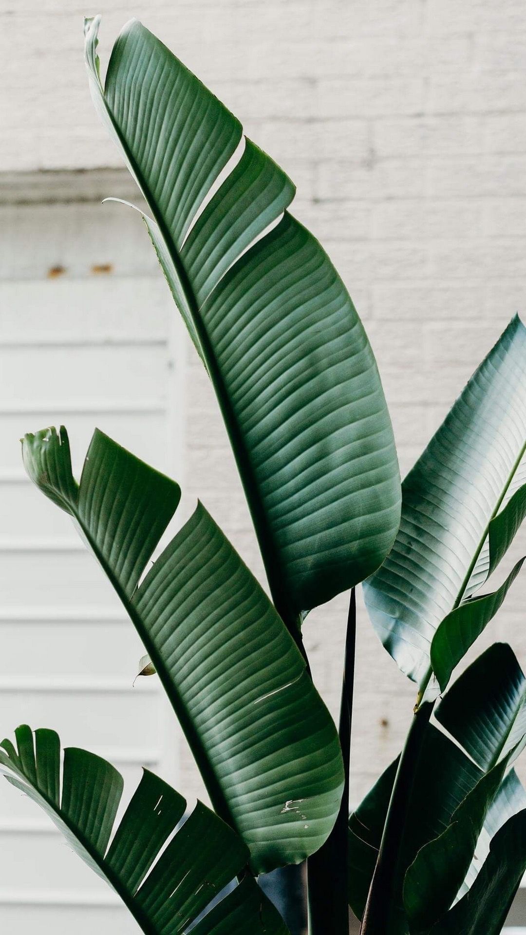 1080x1920  ОБОИ НА ТЕЛЕФОН | Plant wallpaper, Plant leaves, Plant background