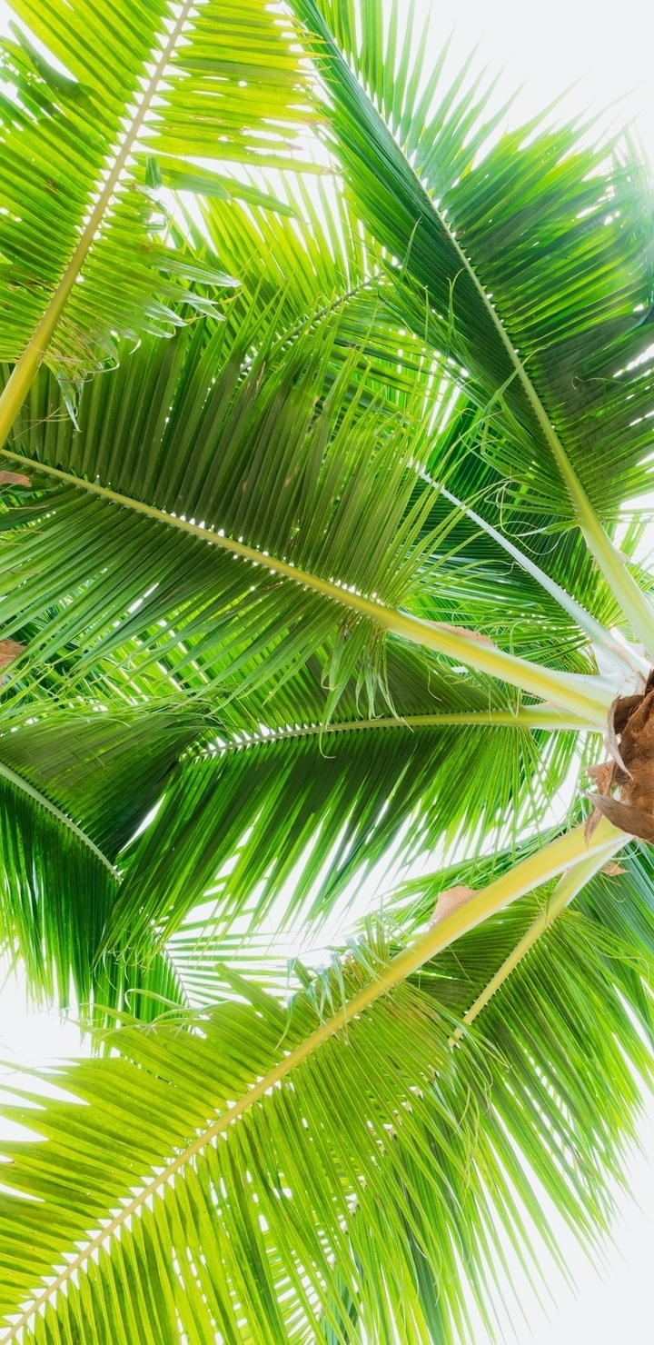 720x1480  Скачать обои и картинки природа, лето, пальмы, листья для рабочего стола в  разрешении 720x1480