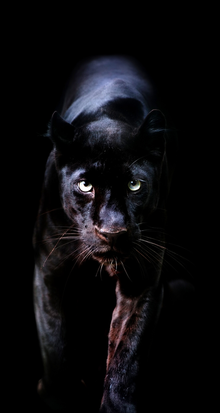 744x1392  Wallpaper iPhone ⚪️ | Black jaguar animal, Black panther cat, Wild animal  wallpaper